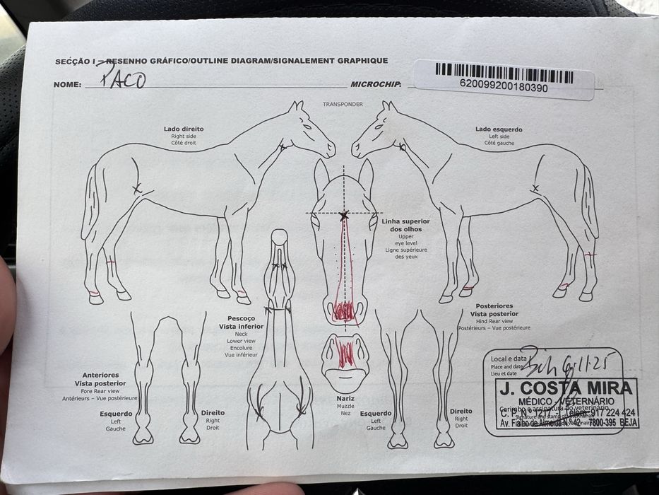 Poldro com 3 anos cruzado