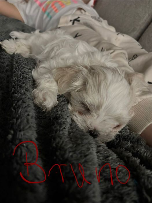 Maltańczyki Zhpr Uci