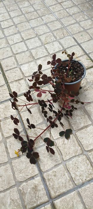 Trevo da sorte /oxalis pluma crazy
