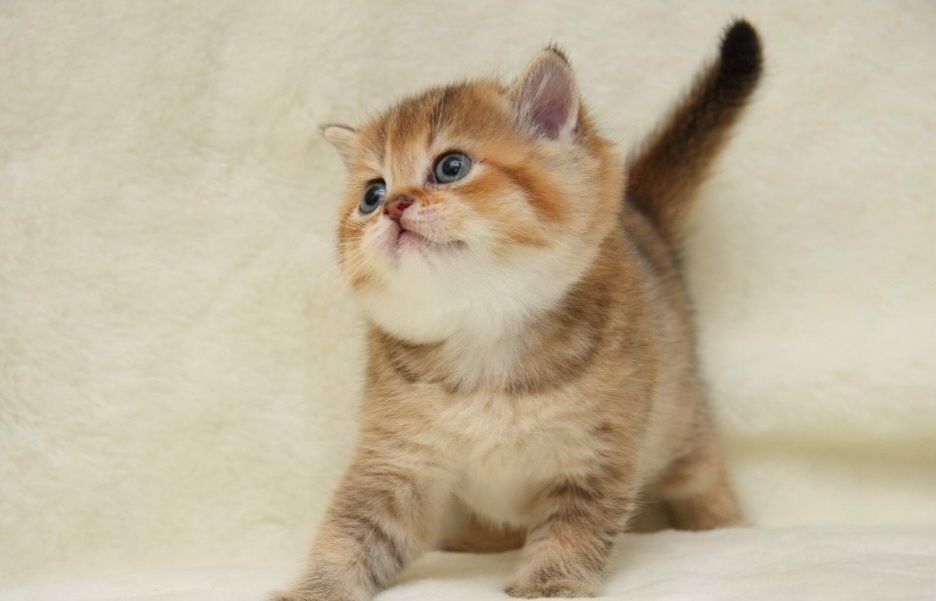 Кошенята золота шиншила