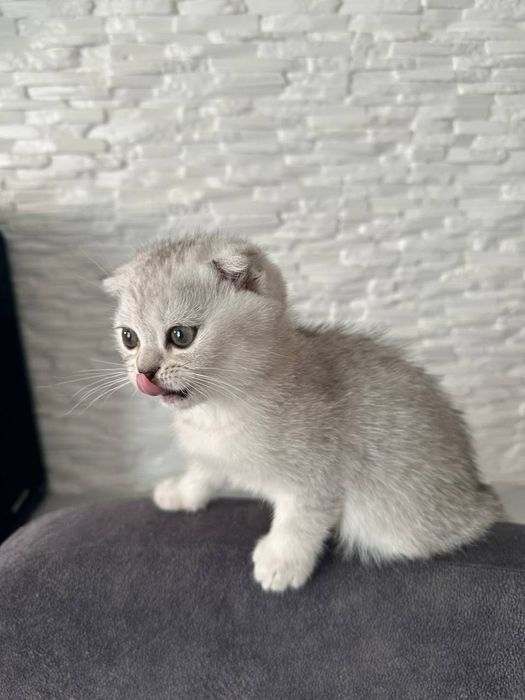 Шотландський котик срібна шиншилла.Київ (Троєщина)