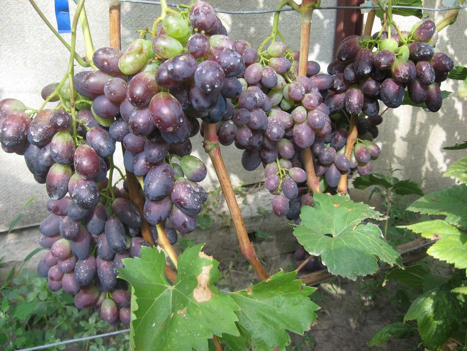 Черенки винограда