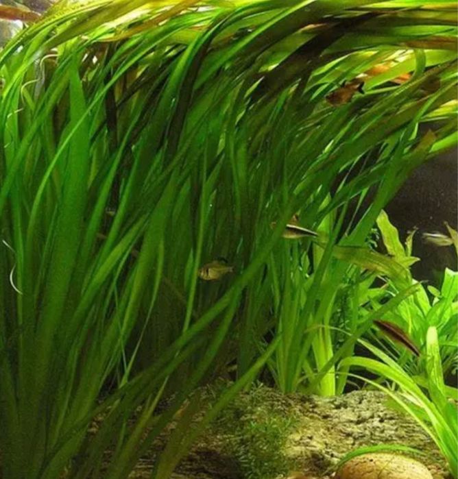vallisneria gigantea