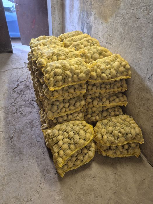 Sprzedam ziemniaki Gala I Soraya