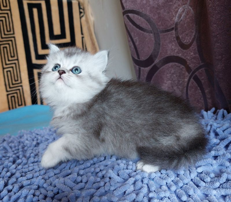 Шотландський хайленд страйт