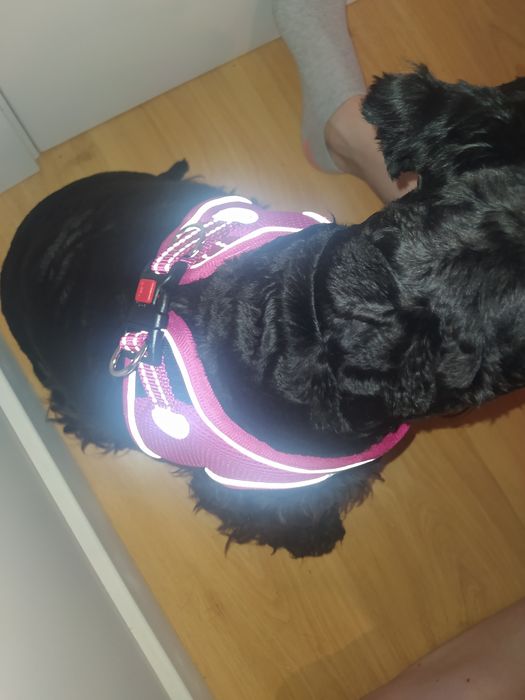 Coleira Nova para cão porte pequeno