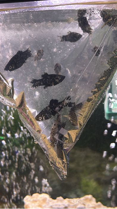 Peixes Mollys Dalmatas