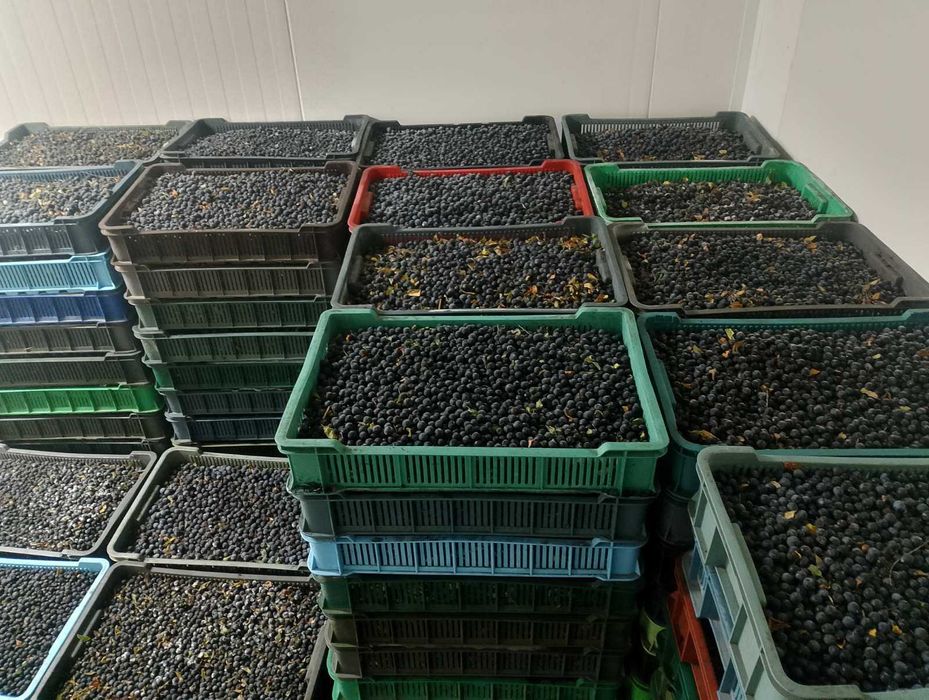 Продам терен заморожений 10 тонн