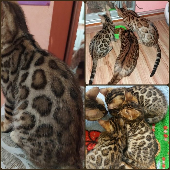 Бенгальский кот вязка.