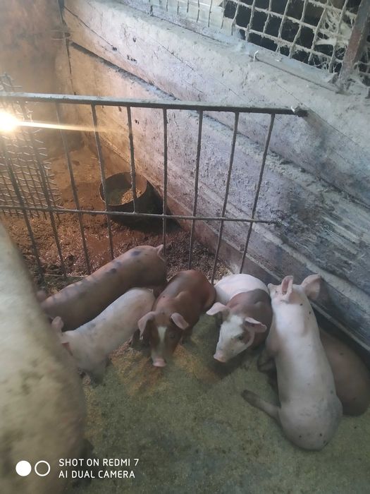 Продам поросят..