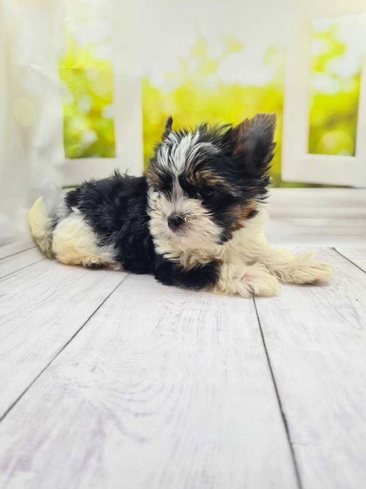 Бівер йорки малюки клубні.Породні дані на висоті