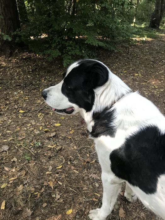 Готовятся к продаже щенки Алабая со щенячками