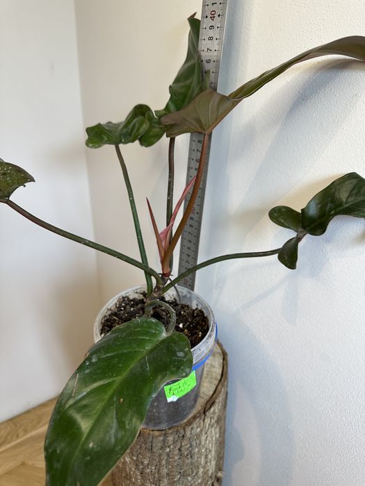 Філодендрон Philodendron Spanish Guitar