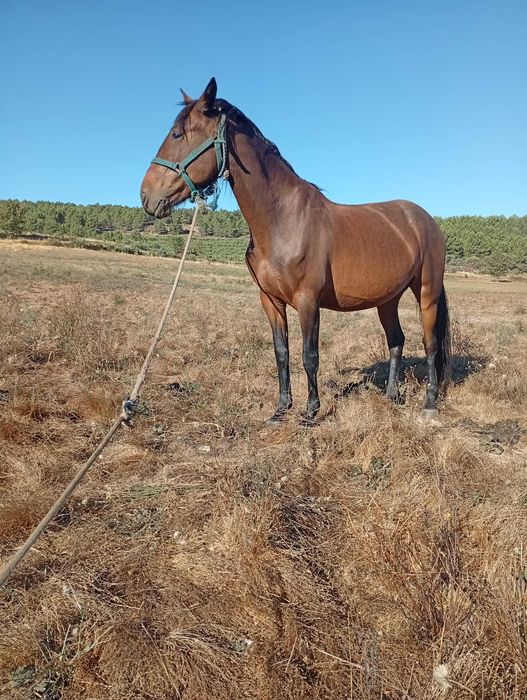 Várias éguas e poldros disponíveis