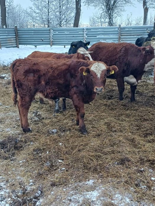 Sprzedam odsadki i byka 100 angus