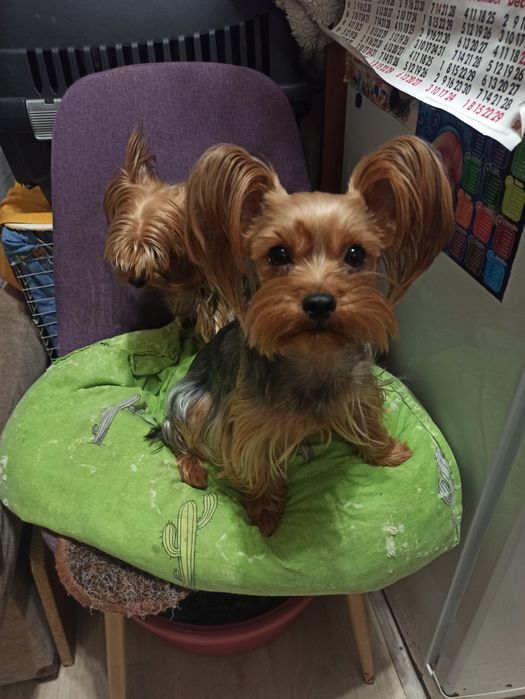 Йоркширский терьер щенки.