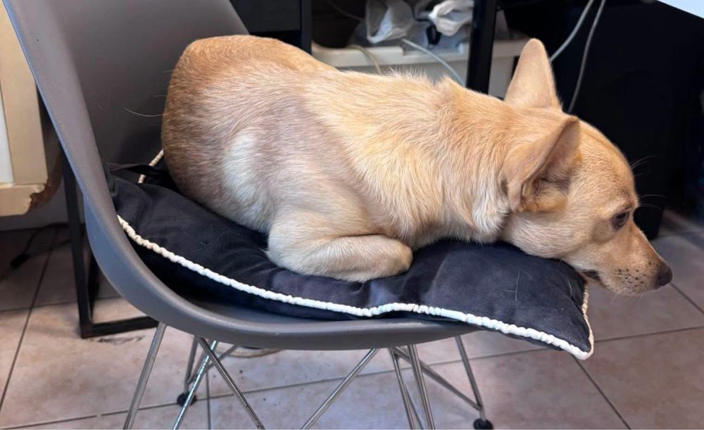 Oscypek-biszkoptowy niewilki mlody psiak do adopcji