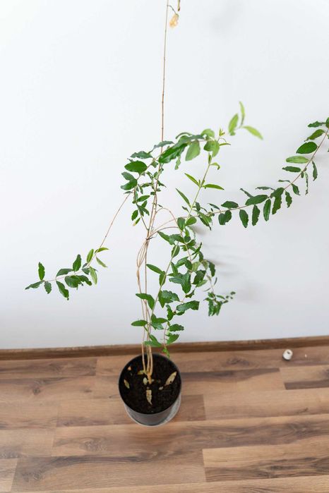 Drzewko owocowe Granatu - GRANATOWIEC WŁAŚCIWY 85cm