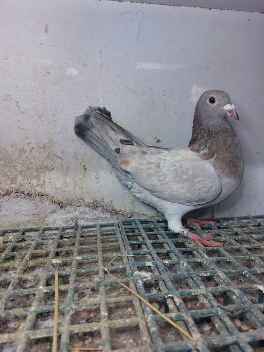 Golebie pocztowe reduced  rubella