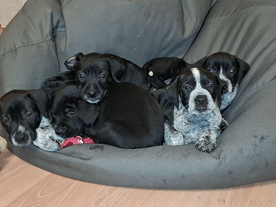 Продам цуценят стаффа