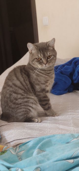 Вязка, шотландский кот (Скоттиш страйт) )