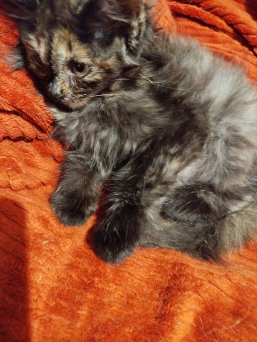 Очень спокойный маленький котенок ищет дом
