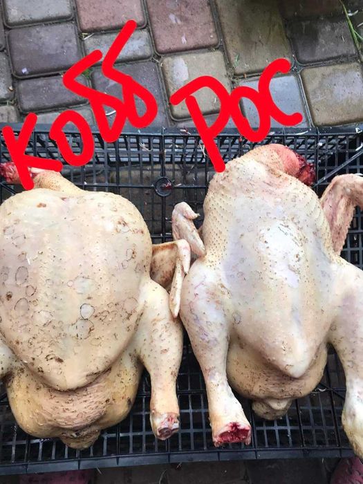 Свіже яйце бройлера оптом і в роздріб