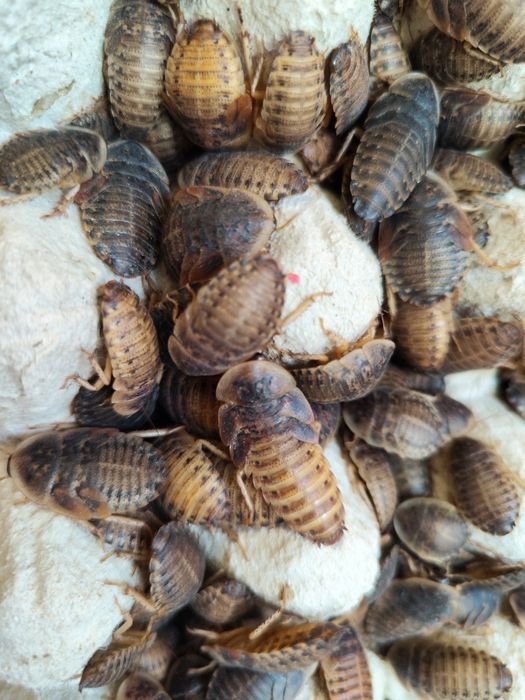 Wylęg dubi 100 sztuk