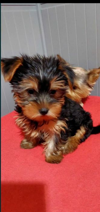 Yorkshire Terrier Macho pronto para nova familia