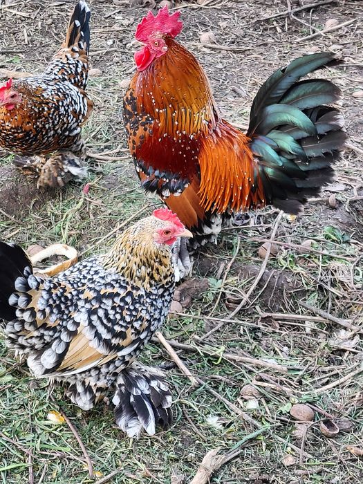 Кури Мільфлер карликові кури