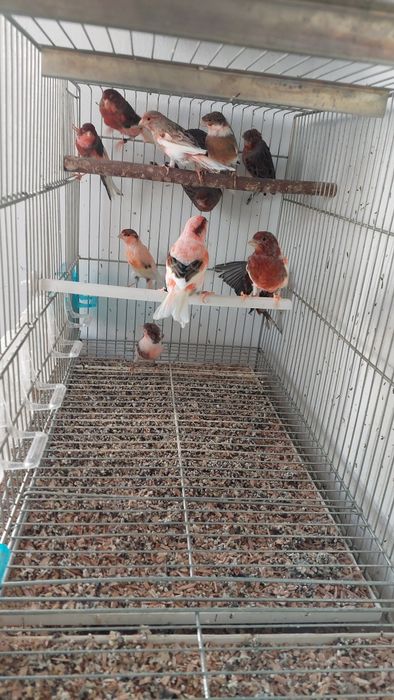 Canários alerquim português.