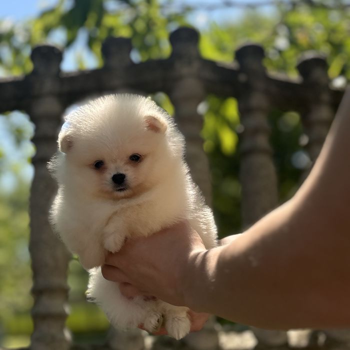 дівчина тип ведмедика шоу классу