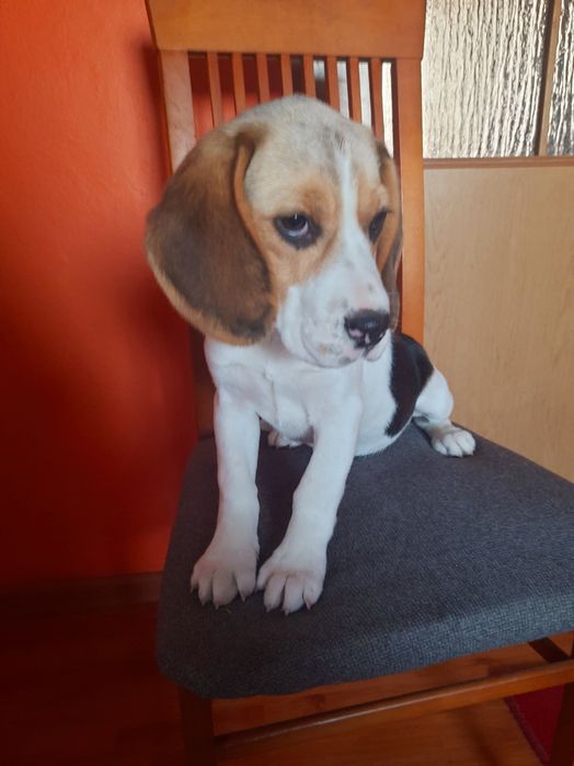 Beagel z legalnej hodowli
