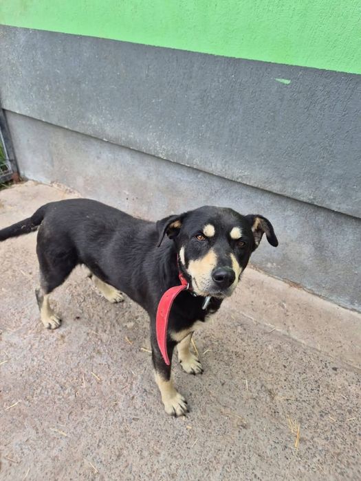 Diesel – zwykły, więc niewidzialny adopcja tymczas