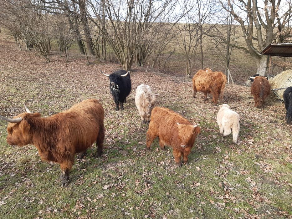 Bydło szkockie Highland