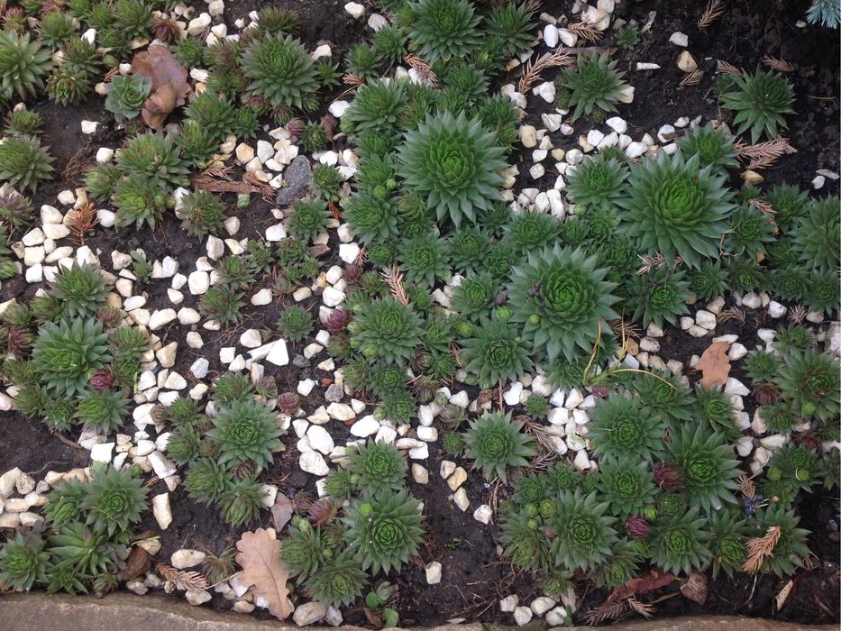 Каменные розы, молодило, кам‘яна роза