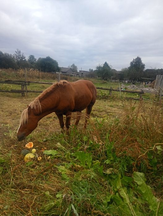 Продам жереба три года