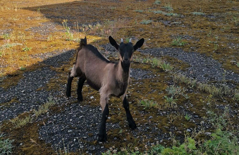 Продаються козенята