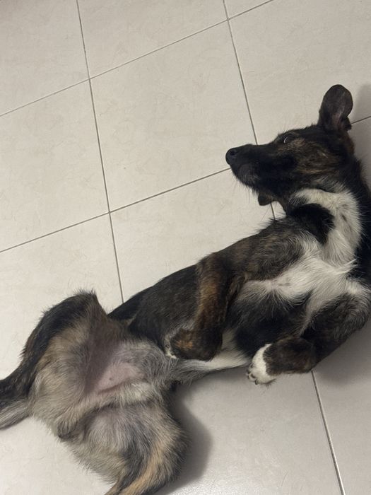 Cão para a adopção