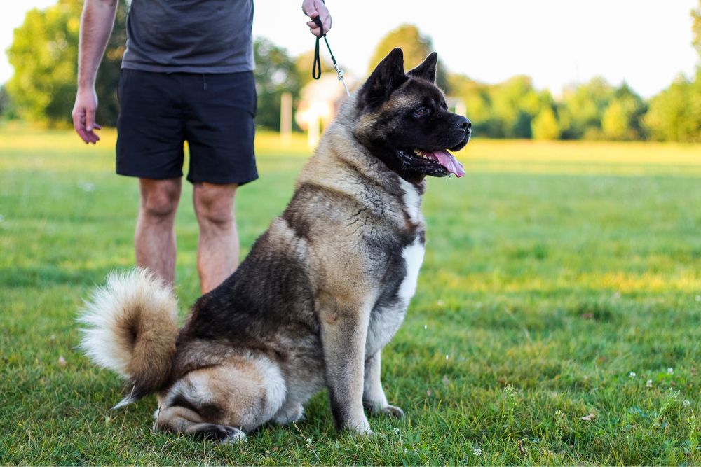 Американська Акіта КСУ шикарний кобель для вʼязки