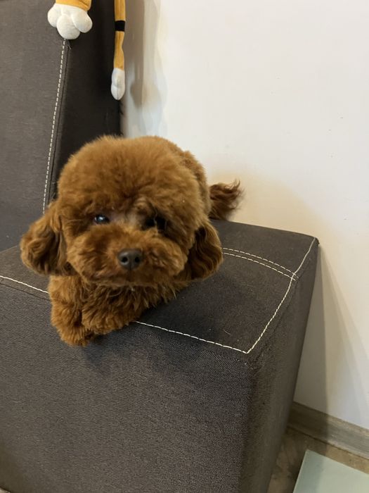 Той пудель редбраун тикап чашка тікап