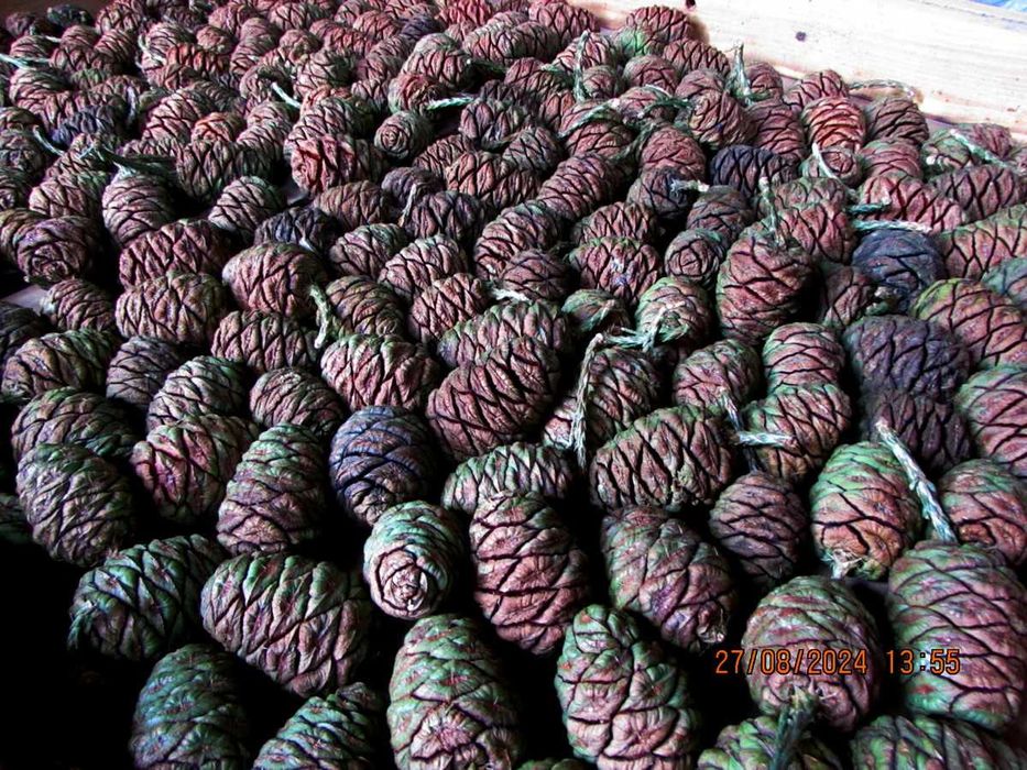 Секвойядендрон гігантський саджанці.Насіння. Sequoiadendron giganteum.