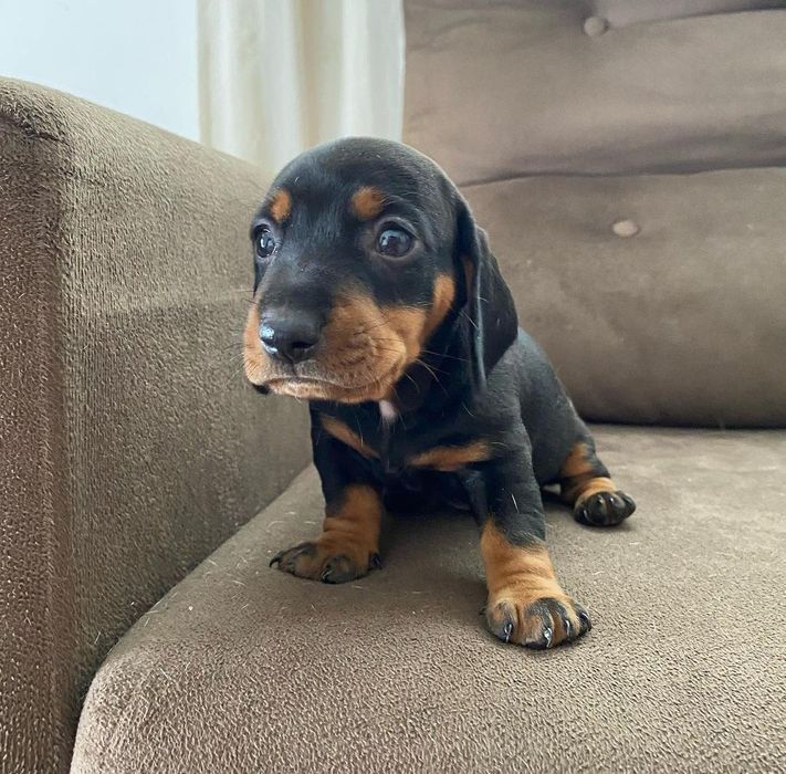 Чорнопідпалі хлопчики для бронювання