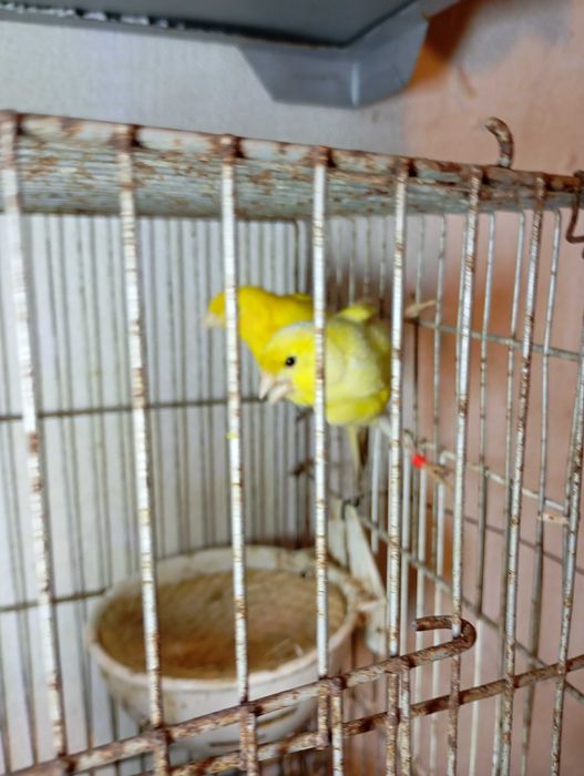 Vendo 11 casais de  canário