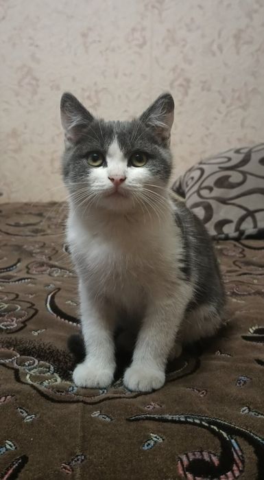 Отдам котёнка-мальчика