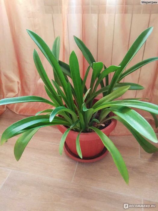 Амариллис гиппеаструм с детками дешево 399 грн