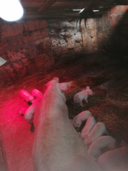 A venda Leitoes para assar ou criação