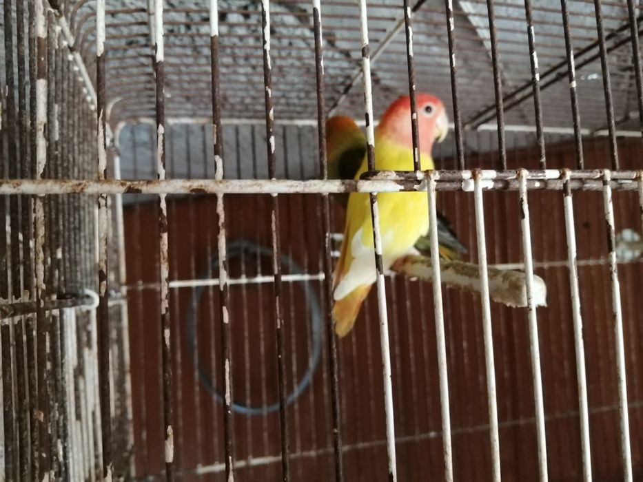 Vendo casal de rosicollis