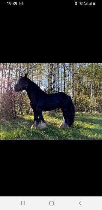 Malowany ogierek gypsy cob