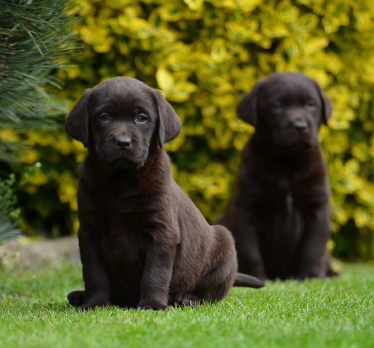 Labrador retriever FCI  SUCZKA
